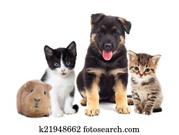 set pets set pets