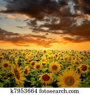 sunflower field sunflower field