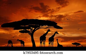 ג'ירפה, מעל, עלית שמש