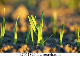 פיני, חקלאות