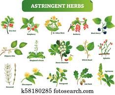 astringent, דשא, וקטור, דוגמה, collection., טבעי, הומיאופתיה, פראי, צמחים, בוטאניך, set.