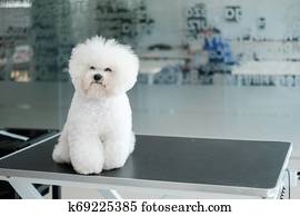 Bichon Fries at a dog grooming salon Bichon Fries at a dog grooming salon