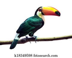 Toco Toucan over white