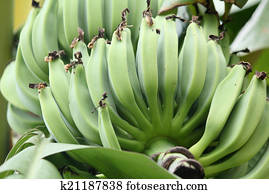 banana banana