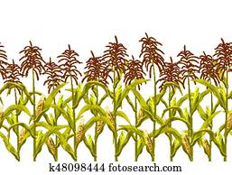 Corn maize vector seamless horizontal border pattern. Realistic botanical isolated illustration. Corn maize vector seamless horizontal border pattern. Realistic botanical isolated illustration.
