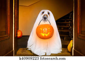 halloween ghost dog trick or treat halloween ghost dog trick or treat