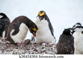 Macaroni penguins with Chinstrap penguin walking on the coast