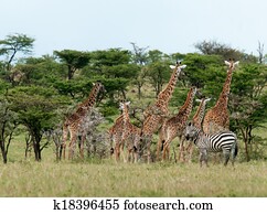 キリン Giraffa Camelopardalis そして シマウマ 食べ物を捜す Equus Sp マサイ族マーラ 予備 Kenya ストックフォト 11 キリン Giraffa Camelopardalis そして シマウマ 食べ物を捜す Equus Sp マサイ族マーラ 予備 Kenya 画像 Fotosearch