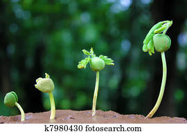 Plant growth-Baby plants 