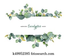watercolor, vektor, grønne, blomstret banner, hos, sølv dollar, eukalyptus, blade, og, branches, isoleret, på hvide, baggrund.