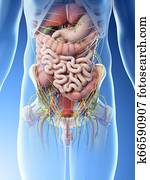 Abdominal Organe Illustrationen | 1000+ Abdominal Organe Stock Kunst