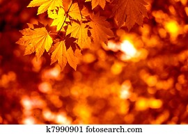 Autumnal leaves