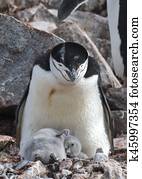 Chinstrap Penguin with chick