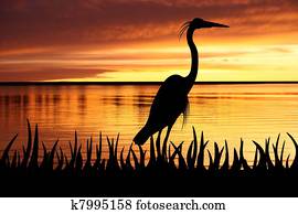 Heron Heron