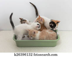 Kittens sitting in cat toilet Kittens sitting in cat toilet