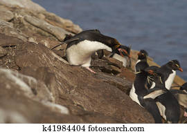 Macaroni Penguin (Eudyptes chrysolophus)