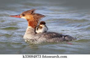 Merganser Duck with baby duckling Merganser Duck with baby duckling