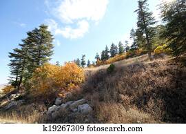 Ponderosa Kiefer Baum Stock Fotos | 522 Ponderosa Kiefer Baum Bilder