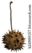 Sweetgum Ball Illustration Sweetgum Ball Illustration