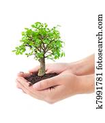 Tree in a hands