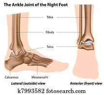 ה, קרסול, joint,