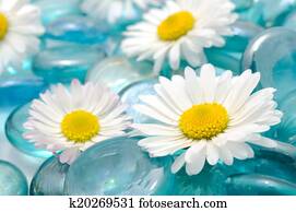 חיננית, פרחים, ב, כוס כחול, אבנים