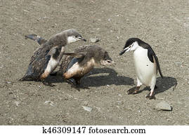 Chinstrap penguin feeding chick