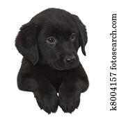 Puppy Puppy