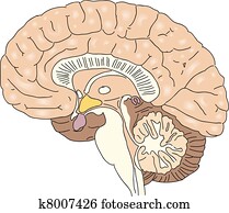 The human brain The human brain