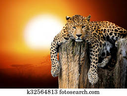 Leopard Leopard