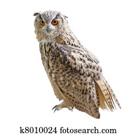 Owl Owl