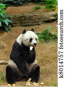 panda panda