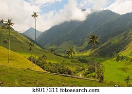 Vax palm trees of Cocora Valley, colombia