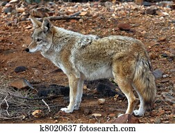 Coyote Coyote
