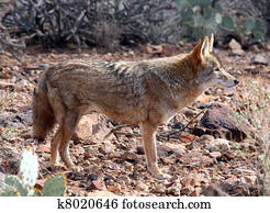 Coyote Coyote