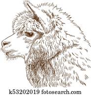 gravura, desenho, ilustração, de, macio, lhama, cabeça