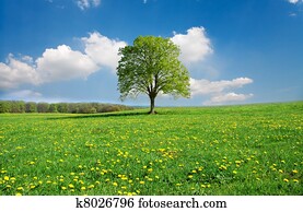 idyllic, primavera, paisagem