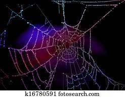 Spider Web Spider Web