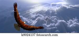 águia, vôo, acima, tyhe, nuvens