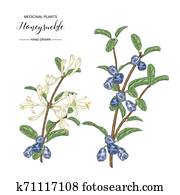 Honeysuckle branch with flowers and ripe berries. Lonicera japonica. Medical plants hand drawn. Vector botanical illustration. Honeysuckle branch with flowers and ripe berries. Lonicera japonica. Medical plants hand drawn. Vector botanical illustration.