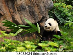 panda