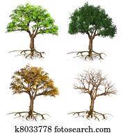 seasons trees seasons trees