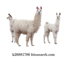 Female llama with baby Female llama with baby