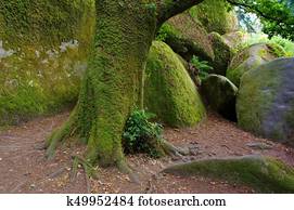 Huelgoat, floresta, le, menage, de, la, Vierge, em, brittany, frança