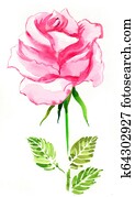 Pink rose Pink rose