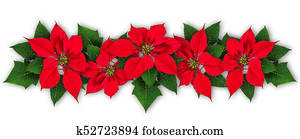 פוינסאטיה, פרוח, עטרה