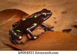 golden poison dart frog