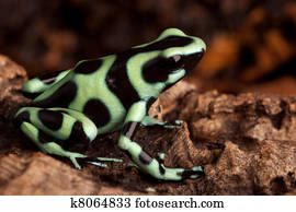 golden poison dart frog