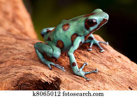 golden poison dart frog