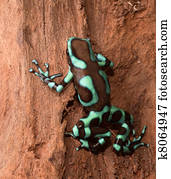 golden poison dart frog